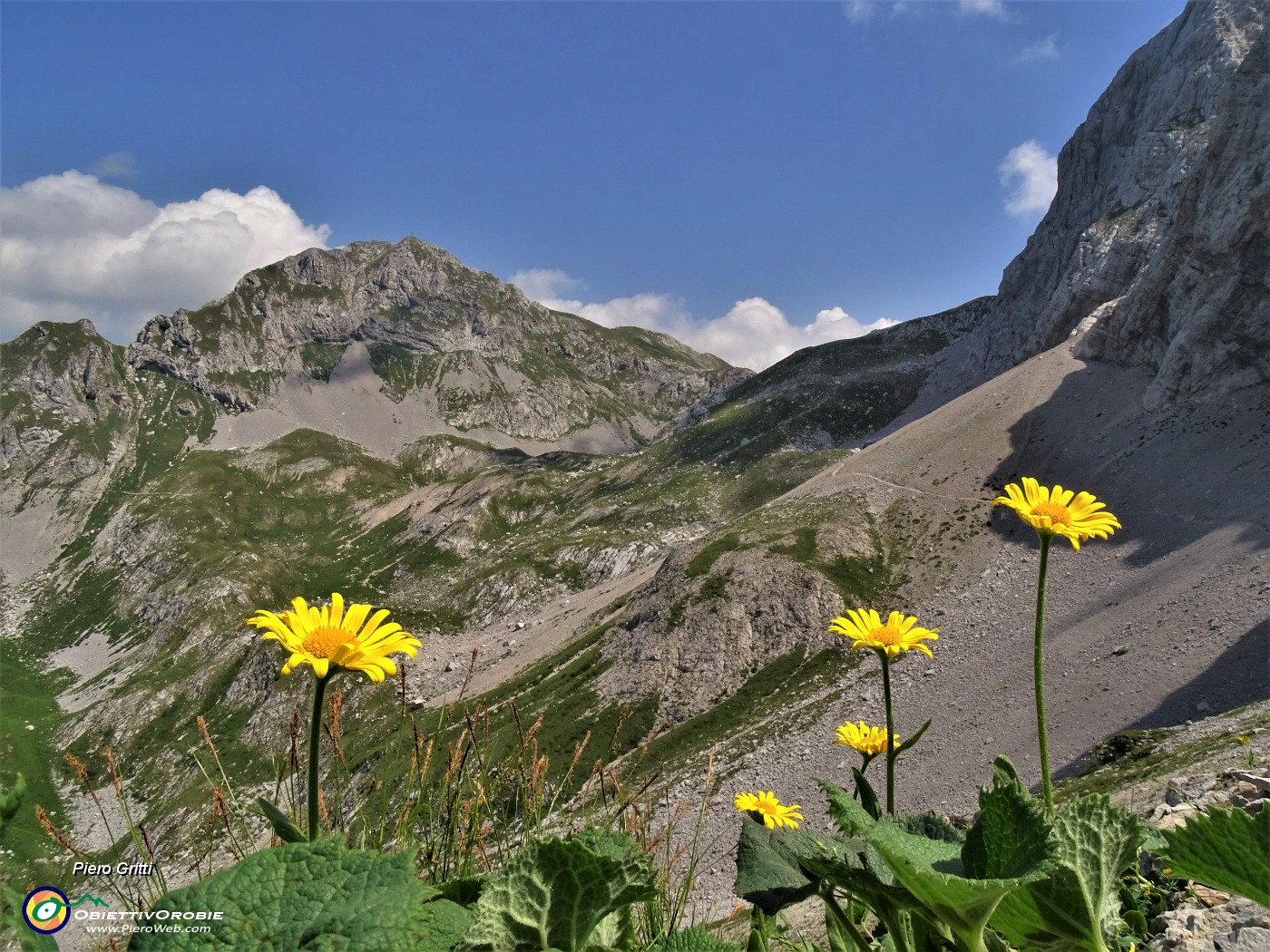 03 Doronicum grandiflorum (Doronico a fiori grandi) sui macereti del Mandrone .JPG